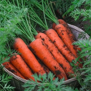 京营当季沙地胡萝卜 新鲜萝卜 蔬菜红/心萝卜时令现挖现发可吃 5斤装精选