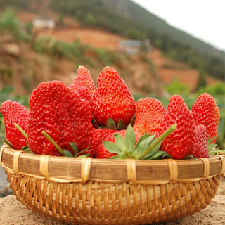 智洲 大凉山露天99红颜 草莓 500g