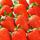 雪束 产地直发 红颜99草莓新鲜现摘5斤装 单果15-20g+大果