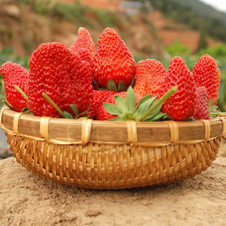 少羽 现摘现发红颜99 奶油草莓2.5斤装