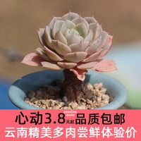 多肉植物组合盆栽花卉稀有品种室内冰魄女王肉肉云南基地直发