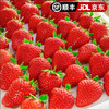 田良季【】红颜99奶油草莓甜草莓品种牛奶草莓九九生鲜品物盒 2斤 装 特大果（单果20-25g）