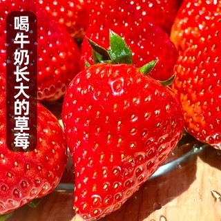 草莓新鲜水果礼盒5斤红颜奶油九九大99牛奶草莓整箱3