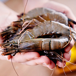GUOLIAN 国联 GUO LIAN国联水产白虾  精品大虾