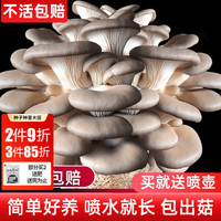 移动端、京东百亿补贴：禹知蔬 蘑菇种植包平菇菌包家庭种 灰平菇小菌包1个约1斤多