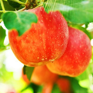 AKSU AKESU APPLE 阿克苏苹果 新疆冰糖心苹果 含箱约5kg