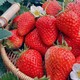  久久红颜草莓 草莓大凉山新鲜现摘酸甜露天大草莓商用批发烘焙水果奶茶包邮整箱　