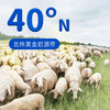 【宜品小羊】蓓康僖婴幼儿配方羊奶粉3段200g（1-3岁）