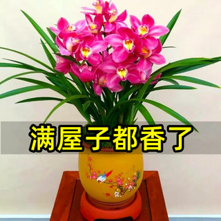 兰花苗盆栽好养君子兰蝴蝶兰花卉绿植物四季开花特大客厅阳台桌面