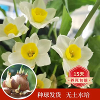 泰西丝 漳州水仙种球室内水培花卉阳台绿植盆栽耐寒水仙花 漳州水仙种球2个
