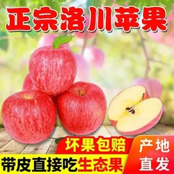 LUOCHUAN APPLE 洛川苹果 80mm大果  净重4.2斤 陕西延安红富士新鲜时令生鲜水果脆甜红富士