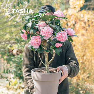 塔莎的花园 四季茶花盆栽植物浓香型庭院室内好养木本四季山茶花