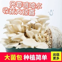 寿禾 蘑菇种植包 家庭趣味食用菌菇 室内新鲜菌棒盆栽