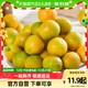 88VIP：广西融安脆皮金桔1/2/3/5斤装新鲜水果时令包邮
