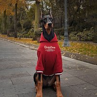 嬉皮熊狗狗衣服圣诞秋冬款大型犬保暖衣服金毛边牧新年宠物加绒杜宾衣服 酒红加绒 L(约50-60斤)