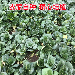 乔诚苏北农家霜冻上海青大青菜蔬菜新鲜苏州青矮脚打太湖黑油菜 5斤