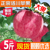 LUOCHUAN APPLE 洛川苹果 礼盒装 5斤大果80-85mm（净重4.5斤）