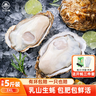 乳山牡蛎 鲜活乳山生蚝3XL号 户外烧烤食材 净重2.5kg 15-20只