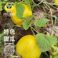 PLUS会员：凤鸣雅世 香瓜种籽春夏秋冬四季阳台盆栽蔬菜孑薄皮水果丑八怪甜瓜种子20粒