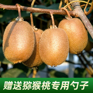 陕西周至徐香猕猴桃新鲜水果当季整箱5斤应奇异果弥猴桃眉县