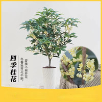  德沃多 DEWODUOFEILIAO 桂花树苗盆栽室内植物庭院地栽花卉四季桂金桂浓香型
