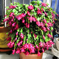 满庭苑 蟹爪兰盆栽带花苞带盆多色重瓣新品花卉植物室内螃蟹抓花四季开花