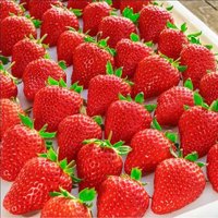 鲜有志 99红颜奶油草莓多地次日达甜草莓当季新鲜水果礼盒