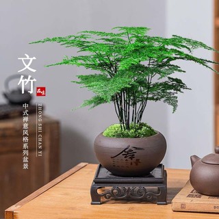 佳妍 文竹盆栽20cm 办公室绿植盆栽乔迁开业