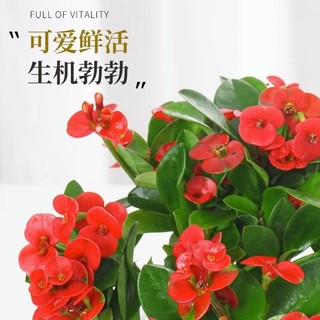 绿有意 绿植盆栽多肉花卉盆栽植物室内桌面水培绿植办公室客厅植物懒人 发财树（招财聚福）