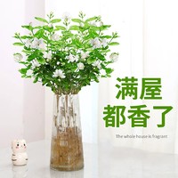 静黛轩 茉莉花水培植物鲜花盆栽办公室内桌面好养懒人绿植九里香水养花卉