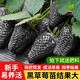 黑巴克草莓苗盆栽带盆带肥四季奶油草莓苗南北方阳台种植四季结果