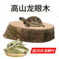 龟真寿 龙眼木 大号 乌龟晒台爬台休息台养龟龟缸造景龙眼树桩