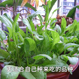 小叶菠菜种子小青菜波菜四季秋冬蔬菜种籽孑子菜籽冬季大全籽种