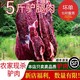  SHOUSHANG 首尚 现杀驴肉 带皮驴肉 驴腱子 整切农家散养不注水肉质鲜嫩 新鲜现杀驴里脊5斤装（超嫩）　