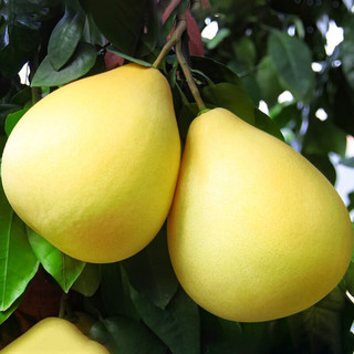 QUXIANYU 趣鲜语 福建平和琯溪红心柚子 约4.5-5斤 中果2个当季新鲜蜜柚 生鲜水果 2.5kg