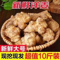 辰实 洋姜新鲜 现挖野鬼子姜菊芋腌菜 生姜不辣蔬菜 10斤净重（大号）划算