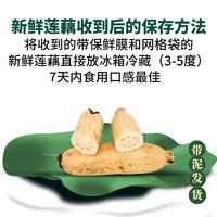 洪湖农家 莲藕 2.5kg