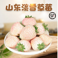 甜艾妮 山东淡雪草莓    1斤（15颗） 单盒250g