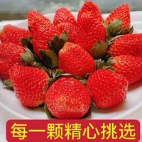 蜜企味四川大凉山红颜草莓新鲜现摘当季水果 当季草莓 净重2.5斤 单果10-25克