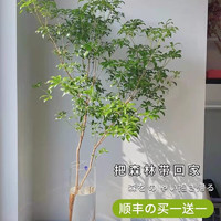 京东百亿补贴：临雅 马醉木水培植物 60cm-70cm+50-60cm一枝+吊牌