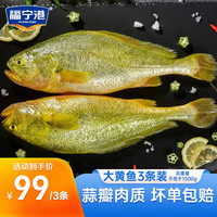 福宁港 宁德黄花鱼 冷冻大黄鱼 黄鱼 生鲜 国产海鲜 烧烤食材 健康轻食 大黄鱼（共）