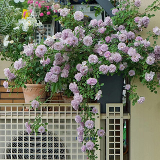 天狼月季 6.5升盆栽果汁阳台蓝色阴雨多季庭院花园观赏玫瑰植物花