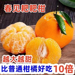 丑橘耙耙柑橘子 新鲜水果桔子当季时令应季现摘纯甜水果 5斤带箱 大果