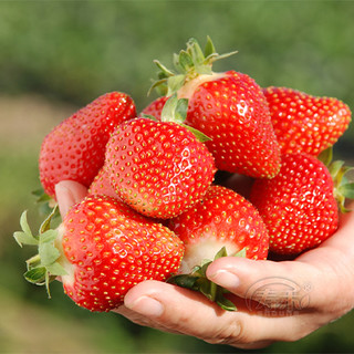 寿禾 盆栽奶油草莓种籽子四季种子白苗带土带盆新苗籽种食用秧草梅