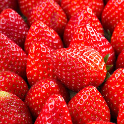 鲁禧 大凉山草莓 净重2.5-3斤装 单果12g+