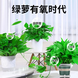 双盟 绿萝盆栽除甲醛花卉绿植办公室新房净化空气180加仑自吸水盆2盆装