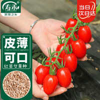寿禾shouhe 圣女果种子小番茄西红柿蔬菜种籽 潍育红妍1号圣女果种子80粒