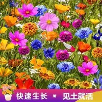 拓景园艺 格桑花1000粒种子+肥！