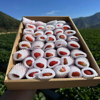 鲁禧 大凉山奶油草莓香甜 水果应季新鲜时令水果生鲜 净重2.5-3斤装