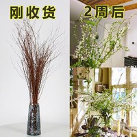 水培雪柳鲜花20支60cm